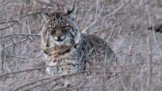 Bobcat
Tennesse Valley, California Bobcat
Tennesse Valley, California